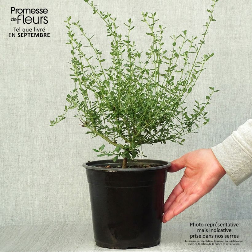 Example of Säckelblume Italian Skies - Ceanothus foliosus Topf mit 4L/5L as you get in automne