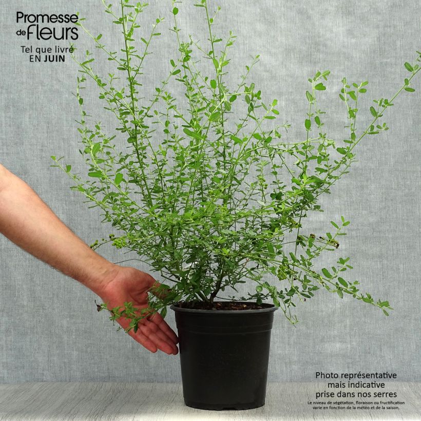 Exemplar von Säckelblume Italian Skies - Ceanothus foliosus Topf mit 4L/5L wie im Sommer geliefert