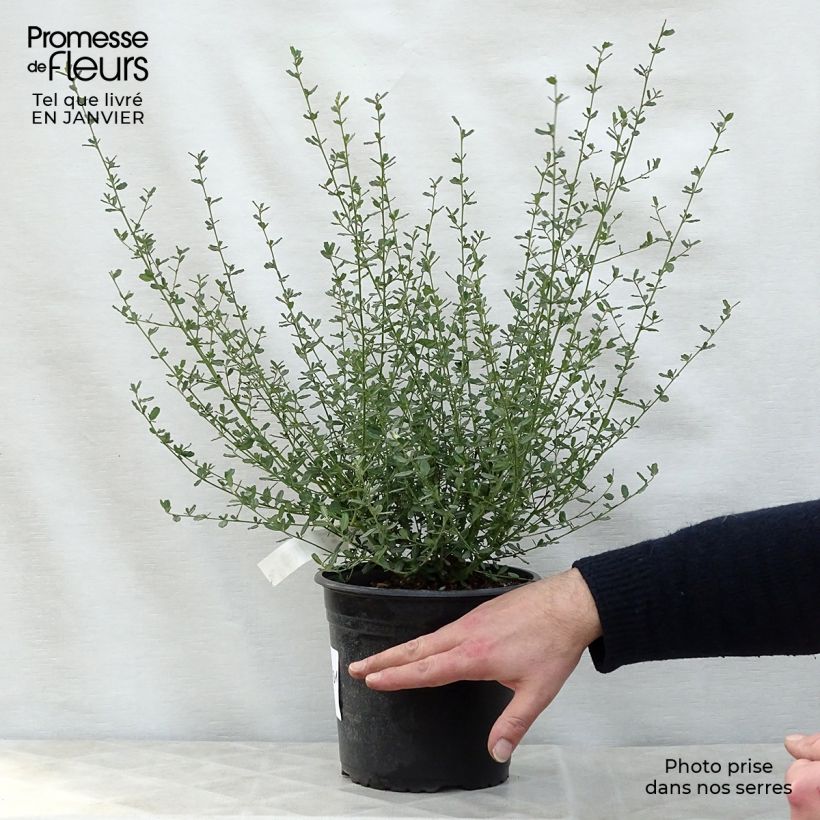 Exemplar von Säckelblume Italian Skies - Ceanothus foliosus Topf mit 2L/3L wie im Winter geliefert