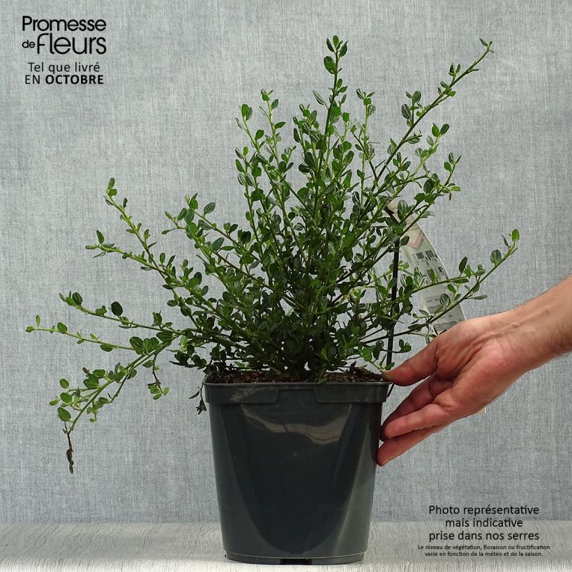 Example of Säckelblume Skylark - Ceanothus Topf mit 4L/5L as you get in automne