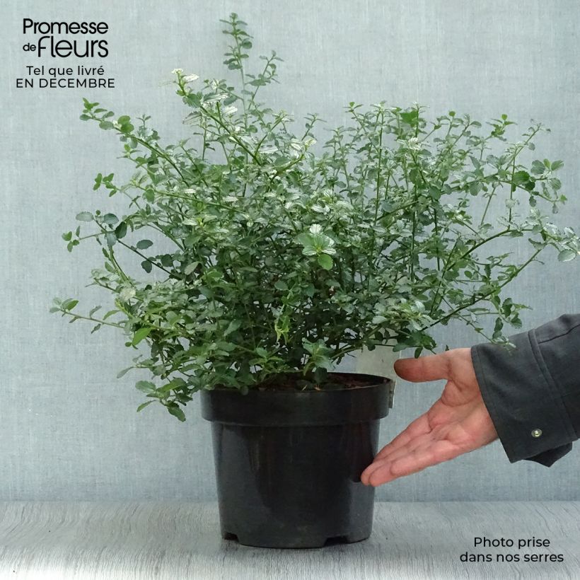 Exemplar von Kriechende Säckelblume Repens - Ceanothus thyrsiflorus Topf mit 2L/3L wie im Winter geliefert