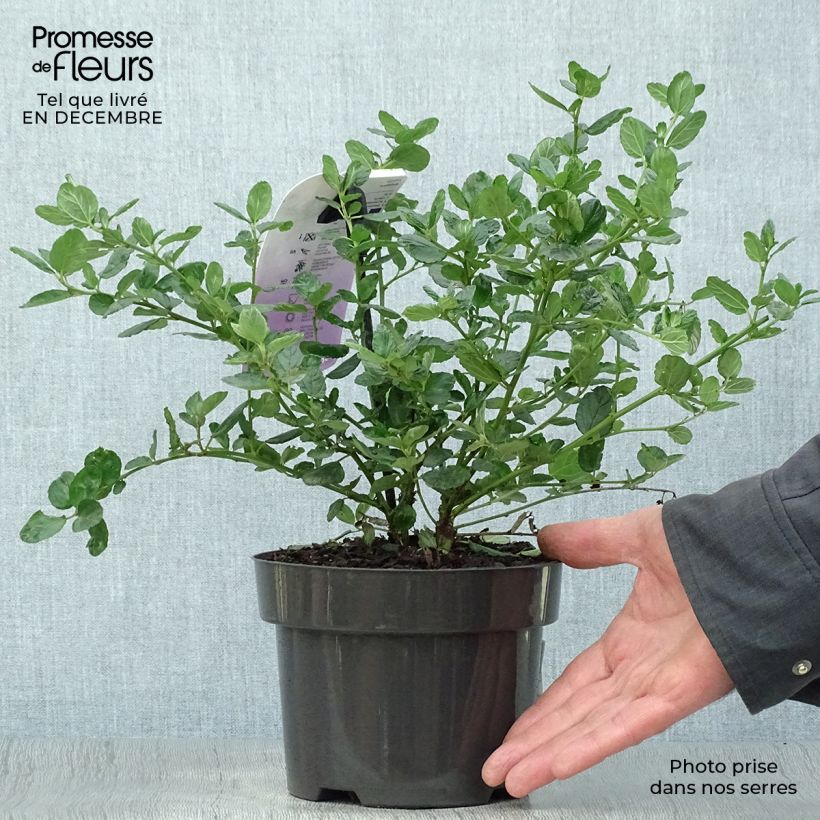Exemplar von Säckelblume Yankee Point - Ceanothus griseus var. horizontalis Topf mit 2L/3L wie im Winter geliefert