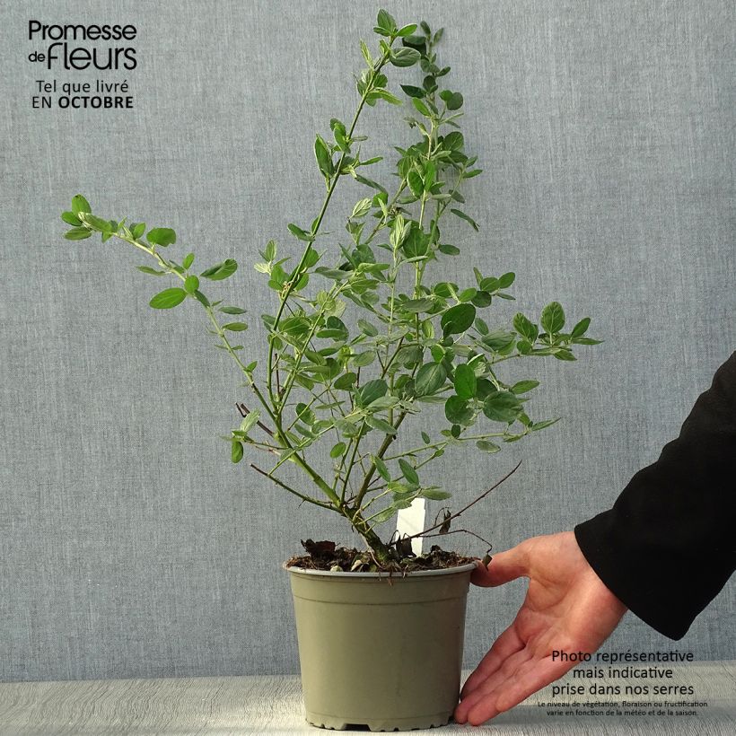 Example of Säckelblume Yankee Point - Ceanothus griseus var. horizontalis Topf mit 2L/3L as you get in automne