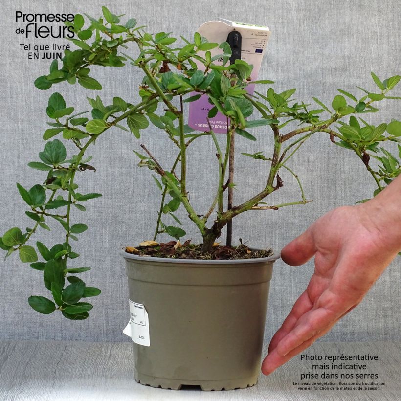 Exemplar von Säckelblume Yankee Point - Ceanothus griseus var. horizontalis Topf mit 2L/3L wie im Sommer geliefert