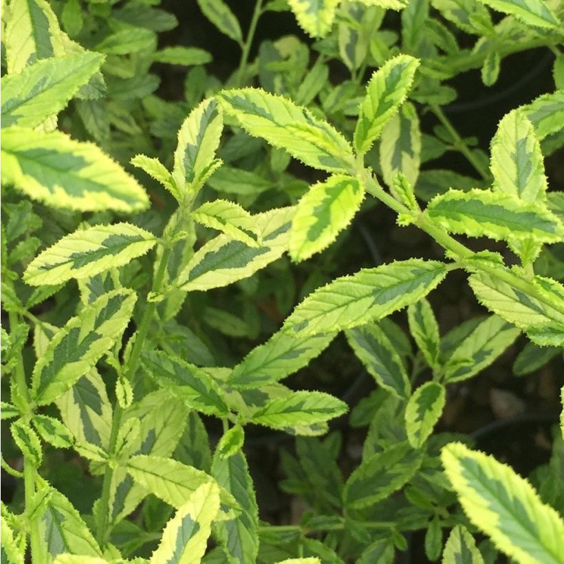 Säckelblume Lemon & Lime - Ceanothus impressus (Foliage)