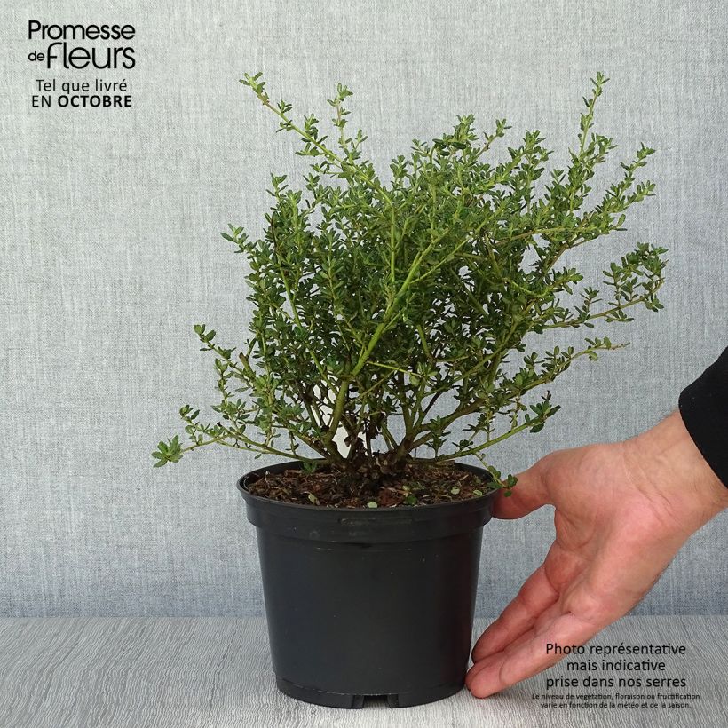 Example of Säckelblume Puget Blue - Ceanothus impressus Topf mit 2L/3L as you get in automne