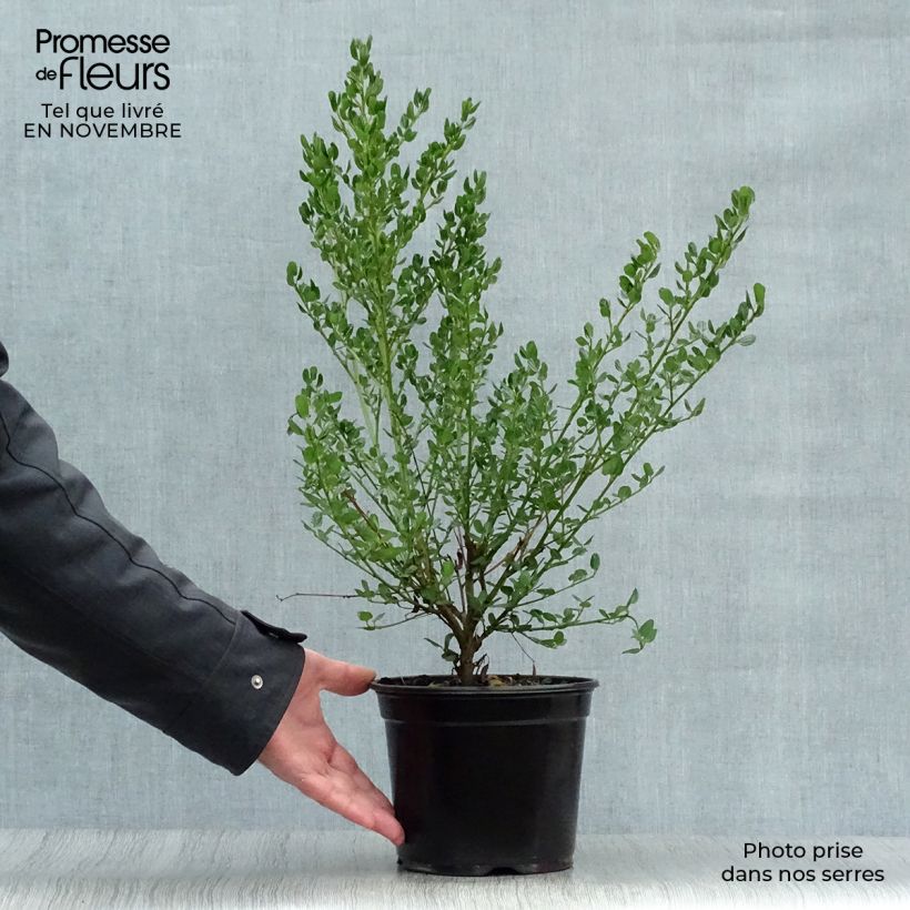 Example of Säckelblume Victoria - Ceanothus impressus Topf mit 2L/3L as you get in automne