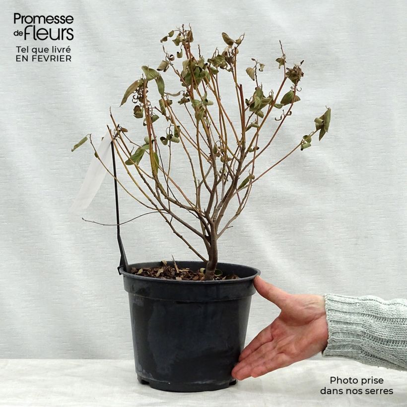 Exemplar von Säckelblume Marie Blue - Ceanothus pallidus Topf mit 3L/4L wie im Winter geliefert