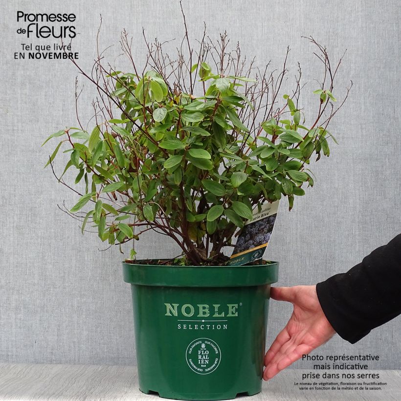 Example of Säckelblume Marie Blue - Ceanothus pallidus Topf mit 7,5L/10L as you get in automne