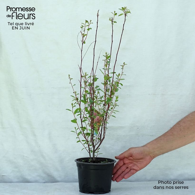 Exemplar von Rosa Säckelblume Marie Simon - Ceanothus pallidus Topf mit 2L/3L wie im Sommer geliefert