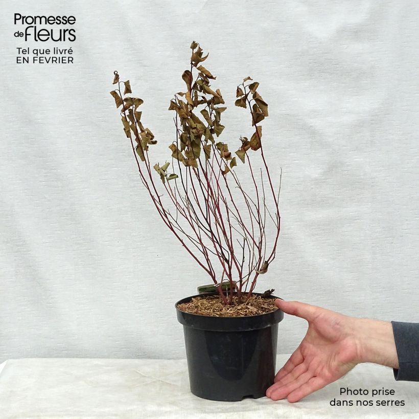 Exemplar von Rosa Säckelblume Marie Simon - Ceanothus pallidus Topf mit 2L/3L wie im Winter geliefert