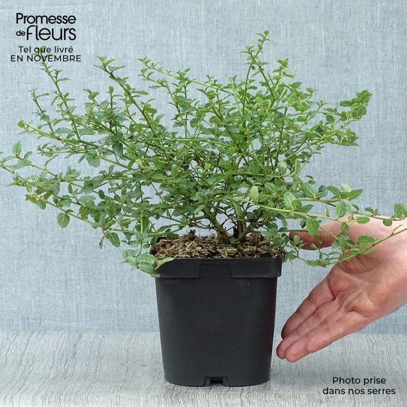 Example of Kriechende Säckelblume Prostratus - Ceanothus prostratus Topf mit 4L/5L as you get in automne
