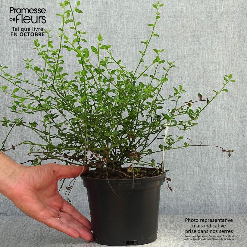 Example of Kalifornischer Flieder Millerton Point - Ceanothus thyrsiflorus Topf mit 2L/3L as you get in automne