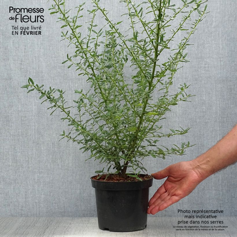 Example of Säckelblume Blue Diamond - Ceanothus Topf mit 2L/3L as you get in automne