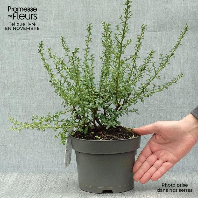 Example of Säckelblume Blue Mound - Ceanothus Topf mit 2L/3L as you get in automne