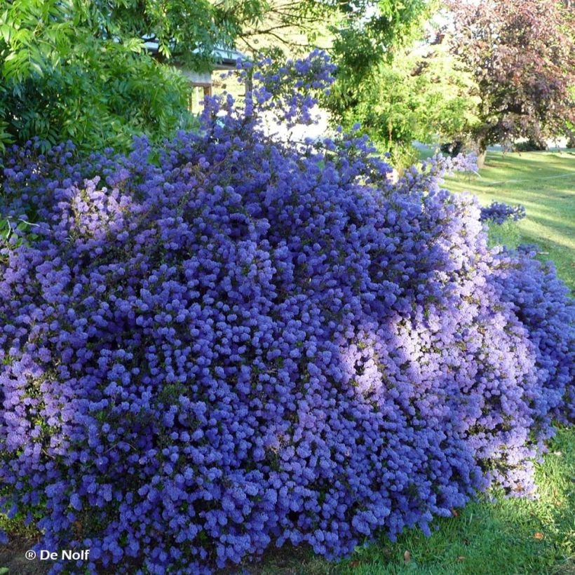 Kalifornischer Flieder Blue Sapphire - Ceanothus thyrsiflorus var. repens (Plant habit)