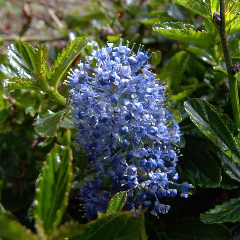 Säckelblume Burkwoodii - Ceanothus (Flowering)