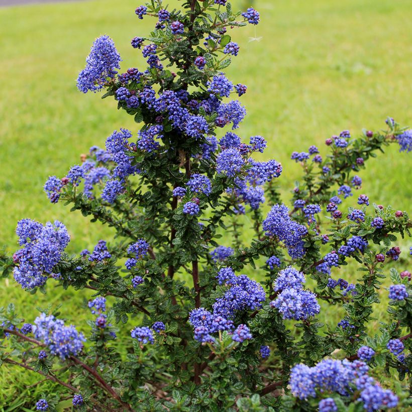 Säckelblume Dark Star - Ceanothus impressus (Plant habit)