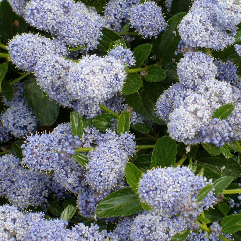 Säckelblume Edinburgh - Ceanothus (Flowering)