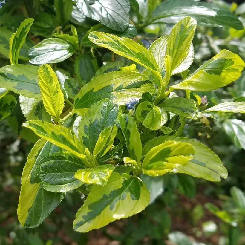 Kalifornischer Flieder El Dorado - Ceanothus thyrsiflorus (Foliage)