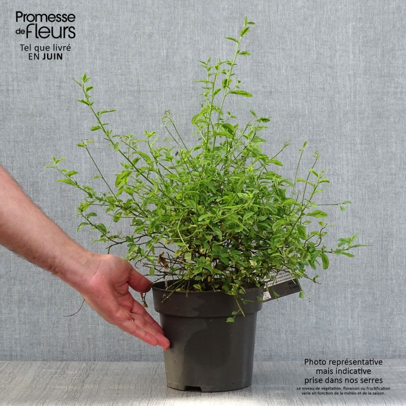 Exemplar von Kalifornischer Flieder El Dorado - Ceanothus thyrsiflorus Topf mit 2L/3L wie im Frühjahr geliefert