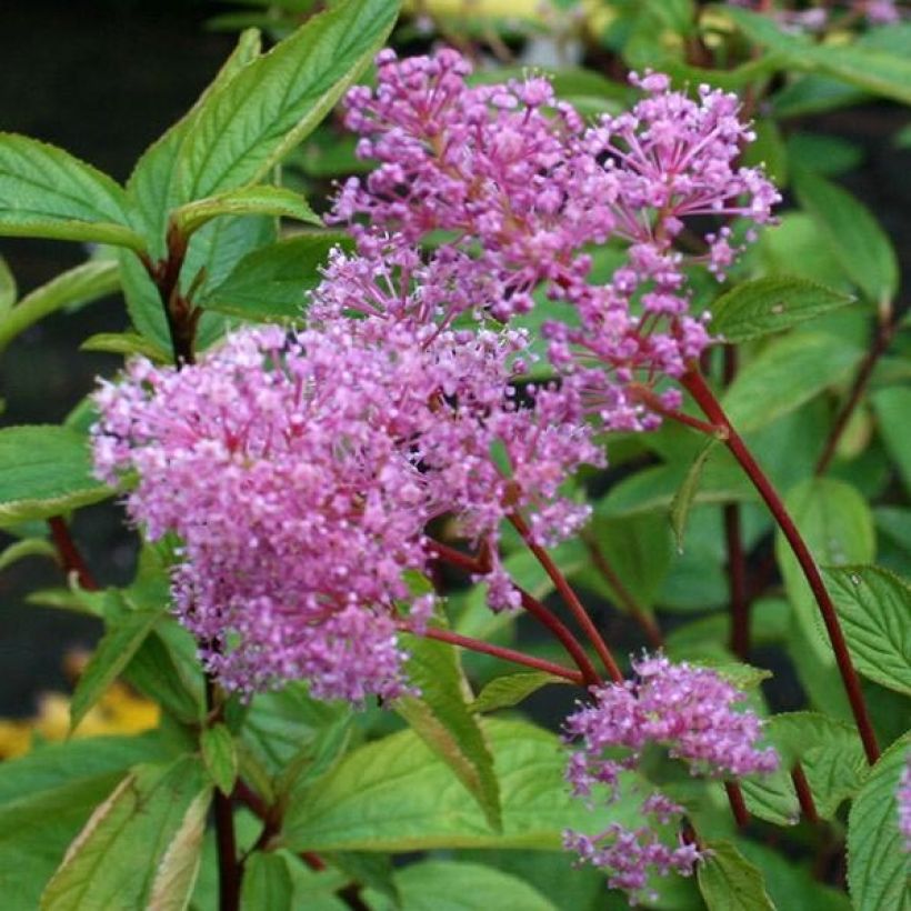 Säckelblume Perle Rose - Ceanothus pallidus (Flowering)