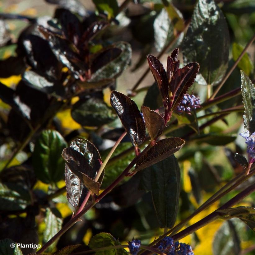 Kalifornischer Flieder Tuxedo - Ceanothus thyrsiflorus (Foliage)