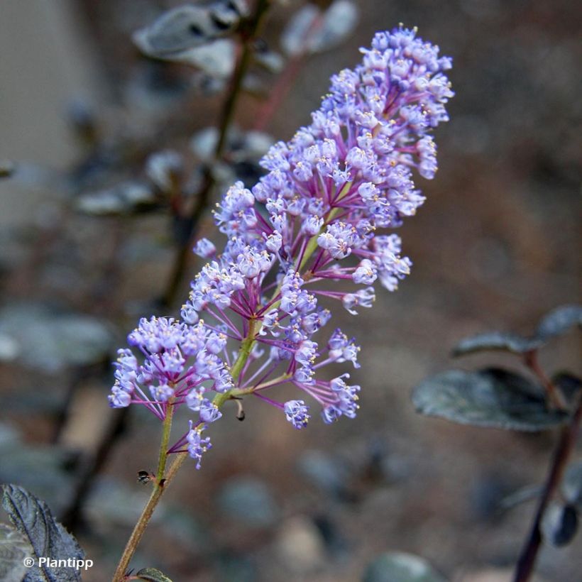 Kalifornischer Flieder Tuxedo - Ceanothus thyrsiflorus (Flowering)