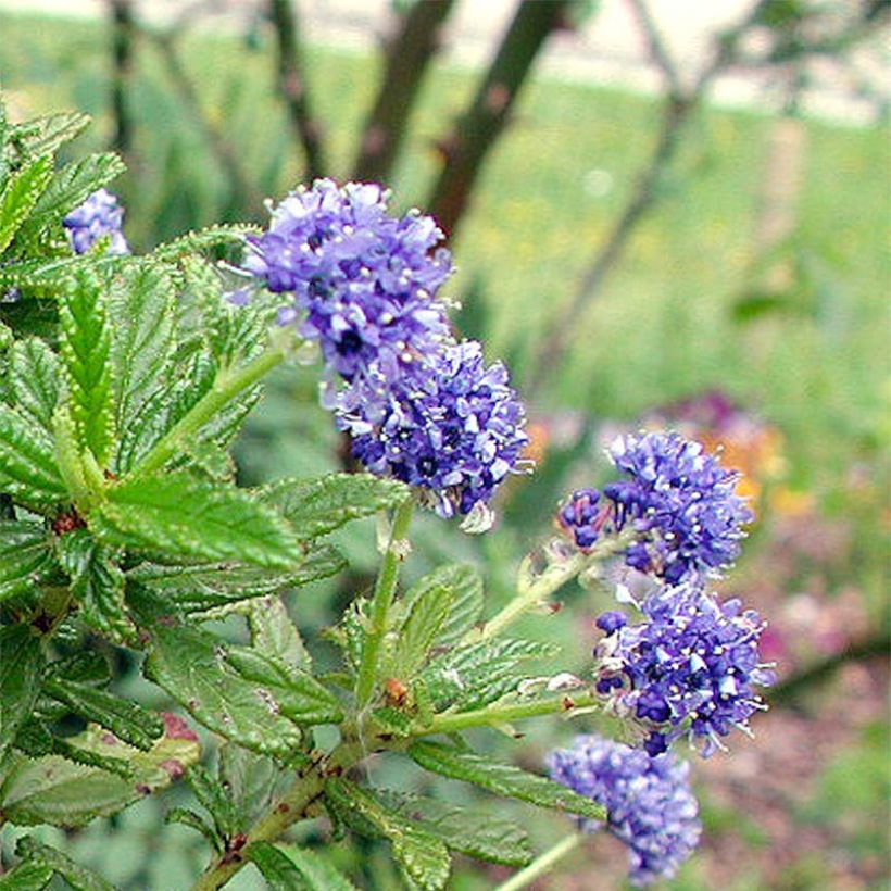 Säckelblume Blue Diamond - Ceanothus (Flowering)