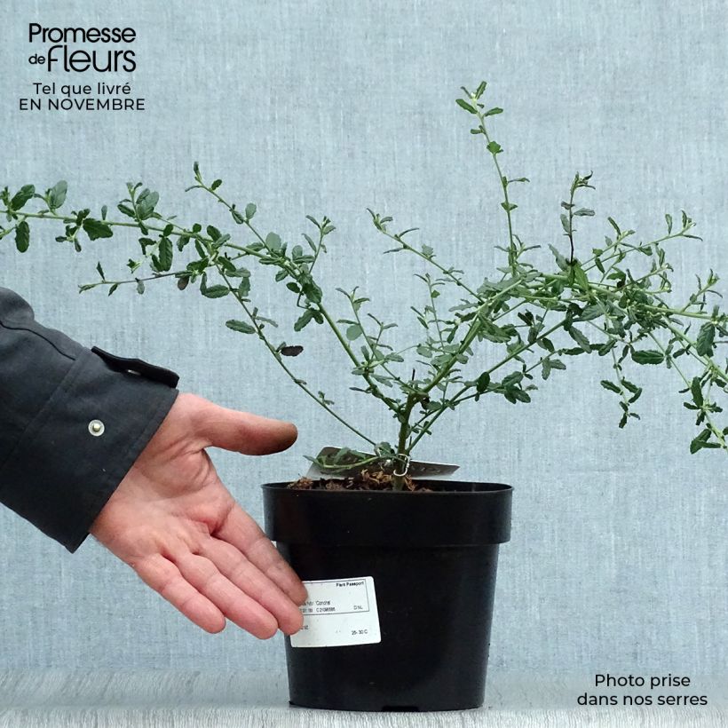 Example of Säckelblume Concha - Ceanothus arboreus Topf mit 2L/3L as you get in automne