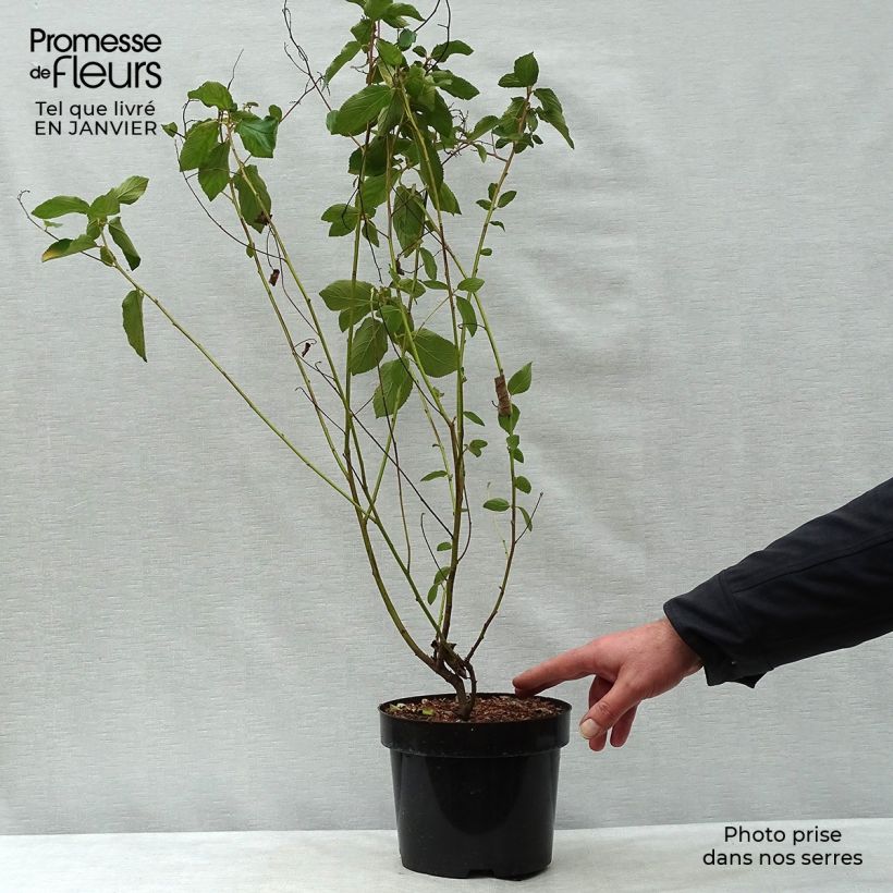 Exemplar von Säckelblume Gloire de Versailles - Ceanothus delilianus Topf mit 3L/4L wie im Winter geliefert