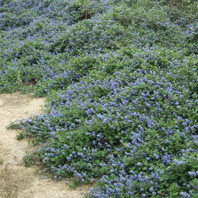Säckelblume Yankee Point - Ceanothus griseus var. horizontalis (Plant habit)