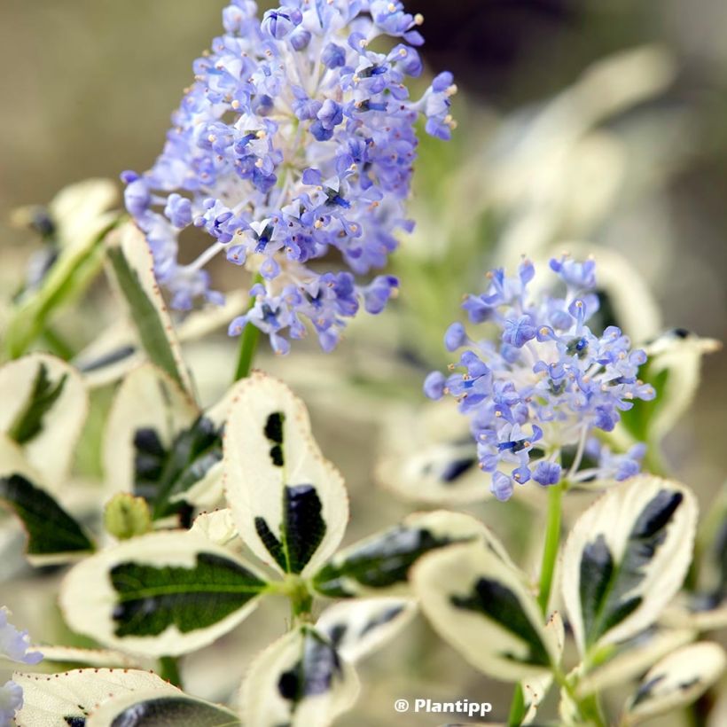Säckelblume Cool Blue - Ceanothus impressus (Foliage)