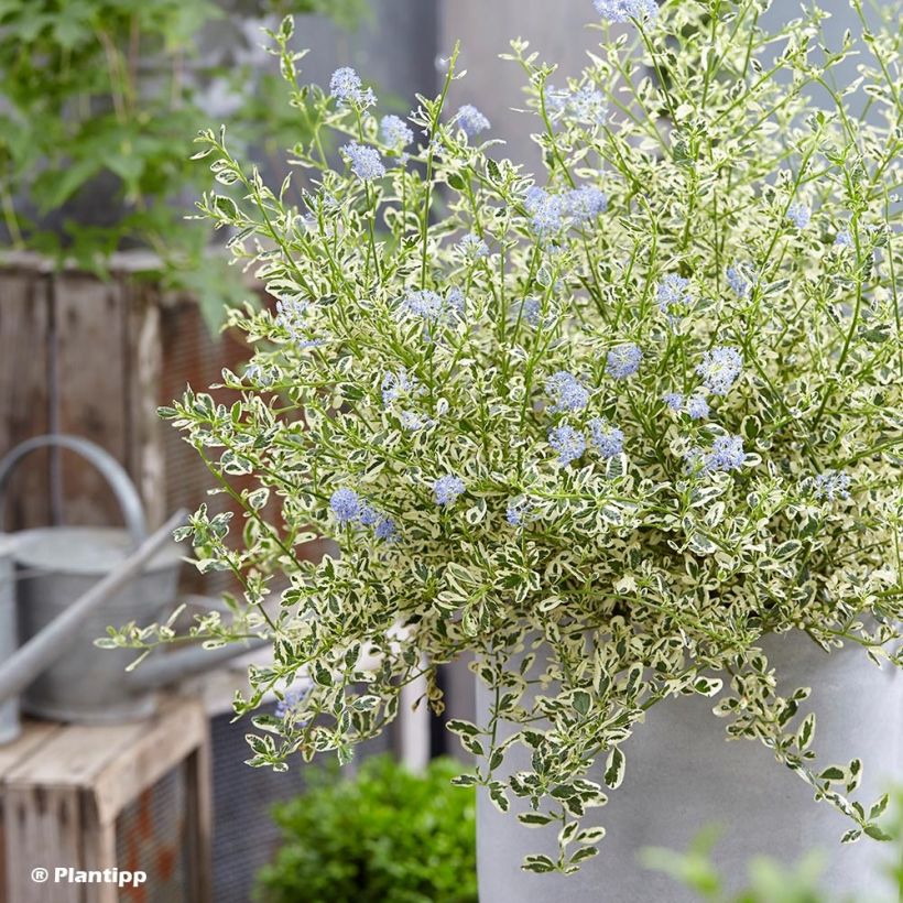 Säckelblume Cool Blue - Ceanothus impressus (Plant habit)