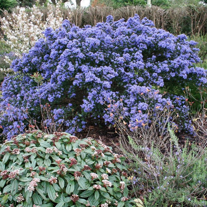 Säckelblume Puget Blue - Ceanothus impressus (Plant habit)