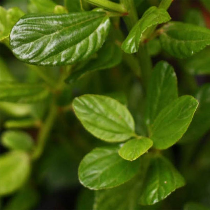 Säckelblume Victoria - Ceanothus impressus (Foliage)
