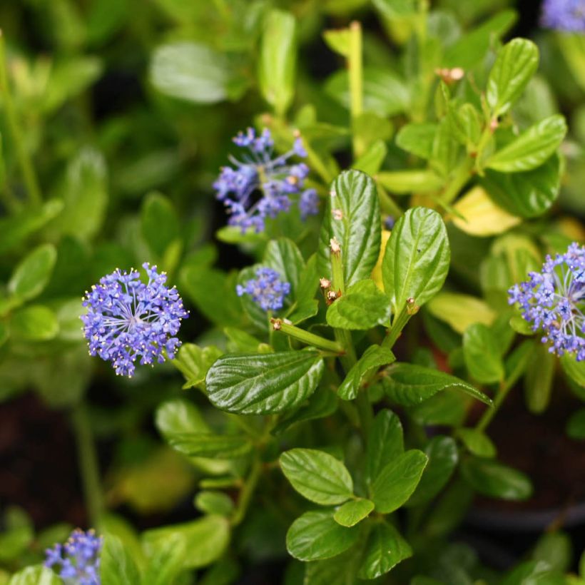 Säckelblume Victoria - Ceanothus impressus (Flowering)