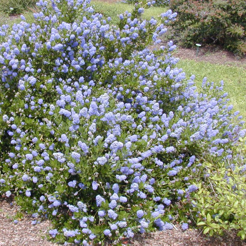 Säckelblume Victoria - Ceanothus impressus (Plant habit)