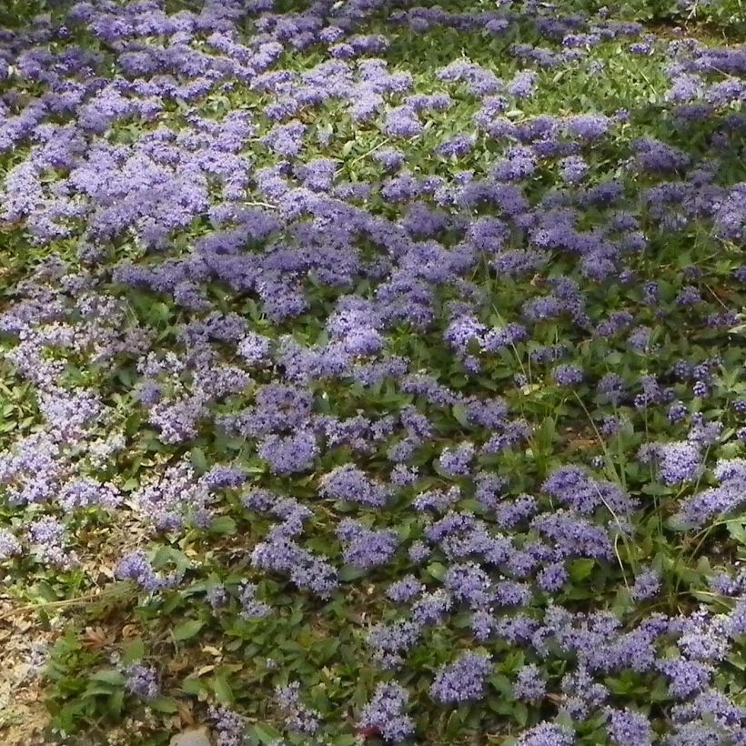 Kriechende Säckelblume Prostratus - Ceanothus prostratus (Plant habit)