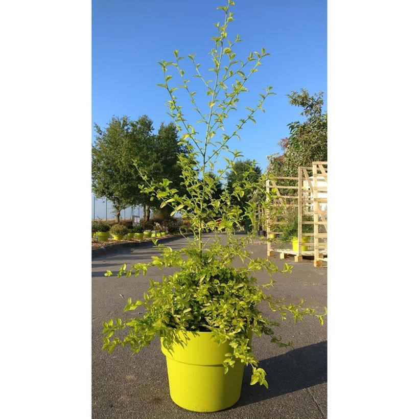 Kalifornischer Flieder California Love African Queen - Ceanothus thyrsiflorus (Plant habit)