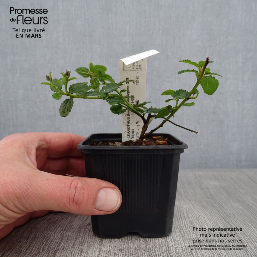 Exemplar von Kriechende Säckelblume Repens - Ceanothus thyrsiflorus Kleine Töpfe von 8/9 cm wie im Winter geliefert