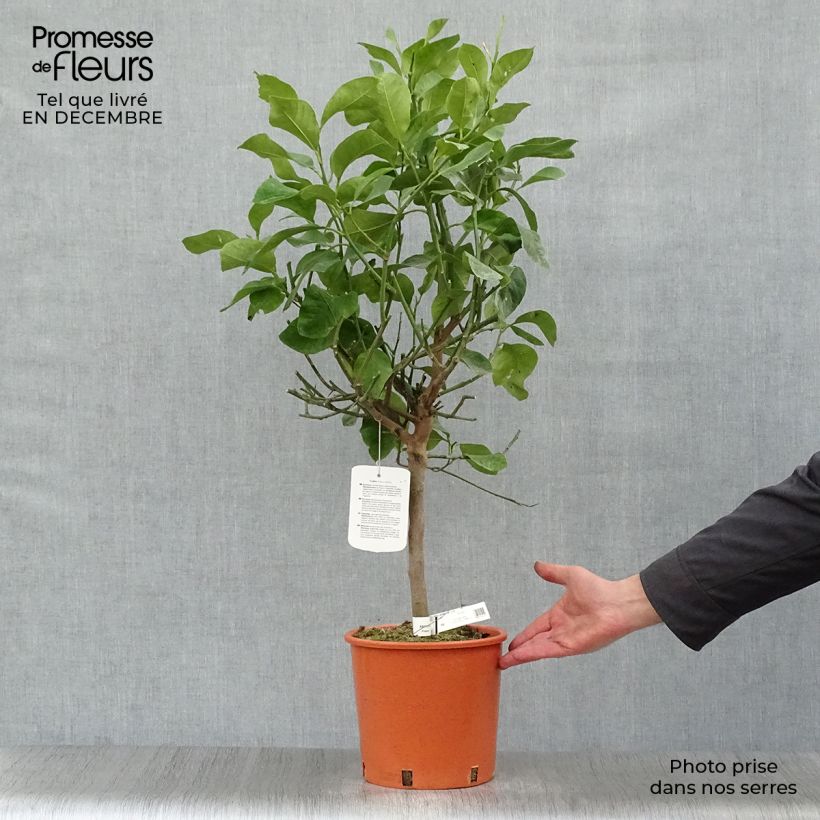 Exemplar von Zitronat-Zitrone - Citrus medica Topf mit 3L/4L, 1/4 Stängel wie im Winter geliefert