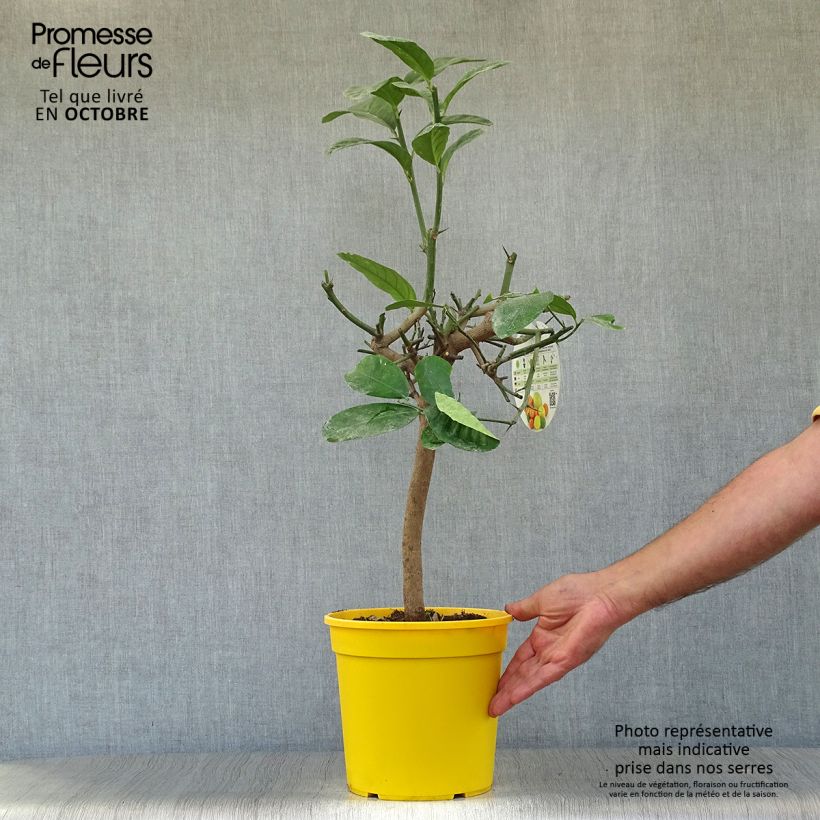 Example of Zitronat-Zitrone - Citrus medica Topf mit 3L/4L, 1/4 Stängel as you get in automne