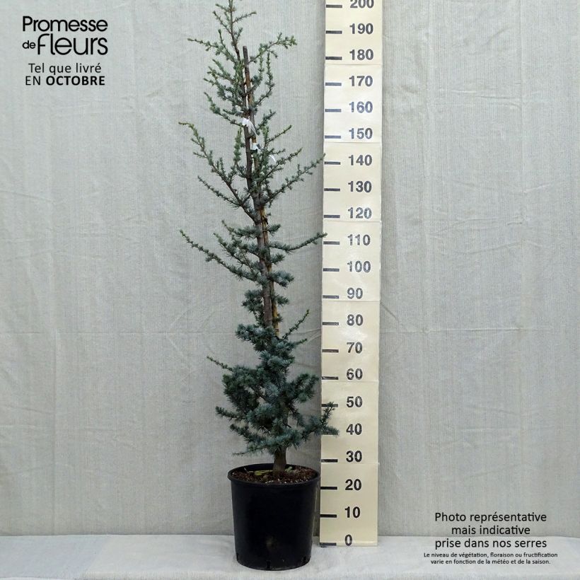 Example of Cedrus libani subsp. atlantica Glauca - Atlas-Zeder Topf mit 7,5L/10L as you get in automne