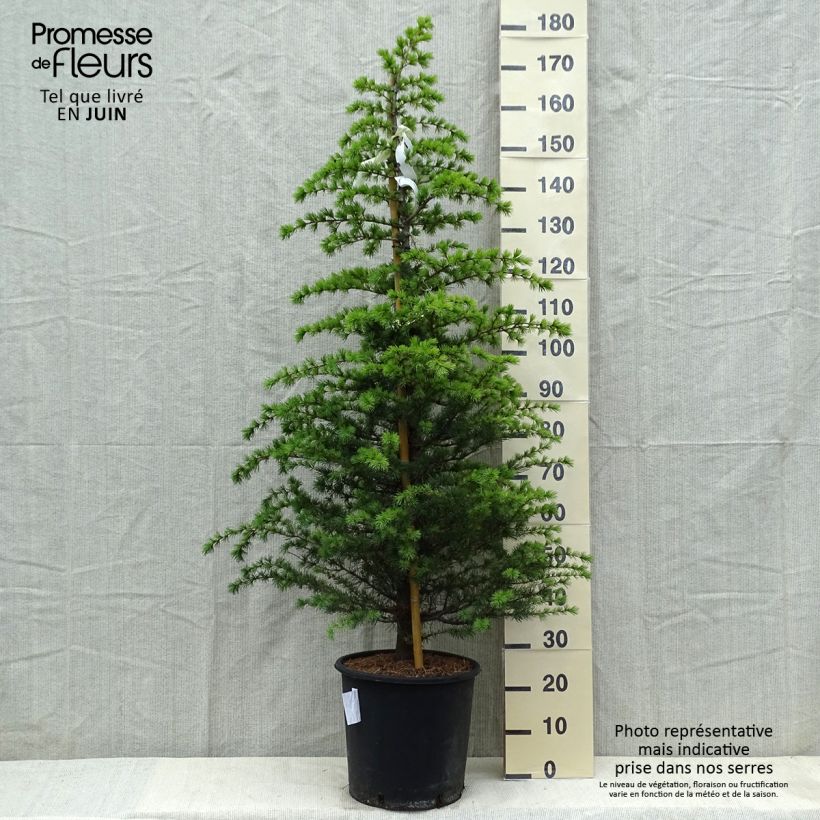 Exemplar von Cedrus libani subsp. atlantica Glauca - Atlas-Zeder Topf mit 7,5L/10L wie im Frühjahr geliefert