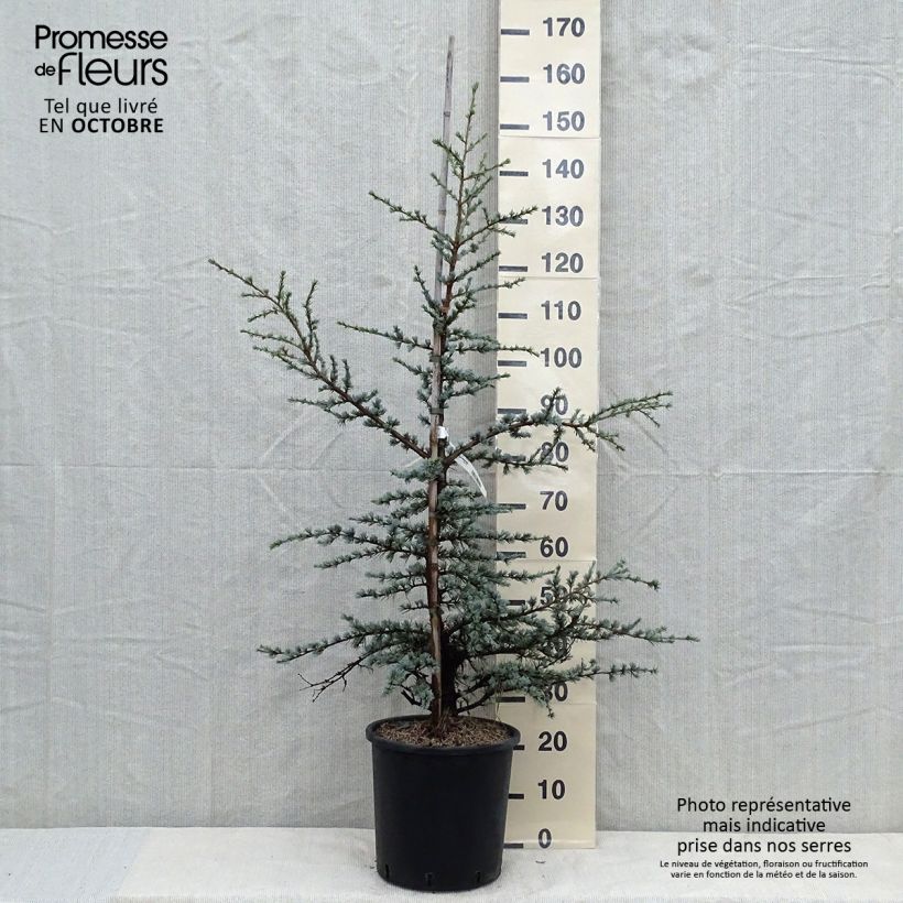 Example of Cedrus libani subsp. atlantica Horstmanns Silberspitz - Atlas-Zeder Topf mit 12L/15L as you get in automne