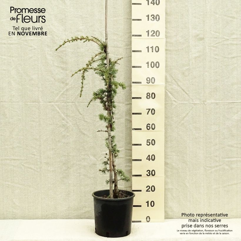 Example of Cedrus libani Atlantica Pendula - Libanon-Zeder Topf mit 7,5L/10L as you get in automne