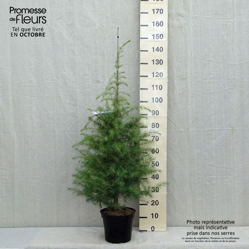 Example of Cedrus deodara - Himalaya-Zeder Topf mit 12L/15L as you get in automne