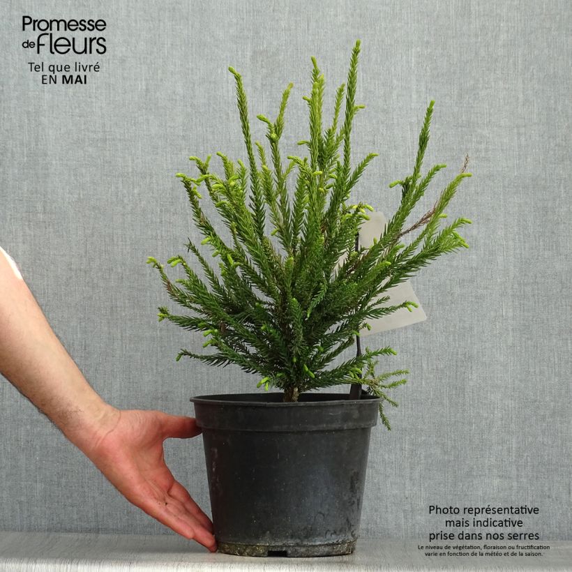 Exemplar von Cryptomeria japonica Araucarioides Topf mit 4L/5L wie im Frühjahr geliefert