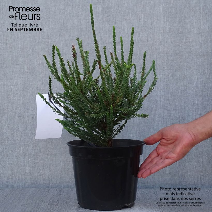 Example of Cryptomeria japonica Araucarioides Topf mit 4L/5L as you get in automne